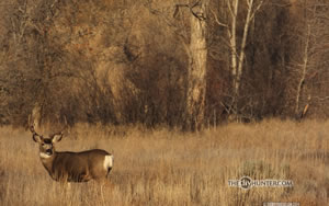 mule deer buck in grass