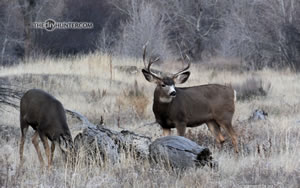 rutting mule deer buck with doe