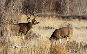 rutting mule deer buck with dow sniffing air