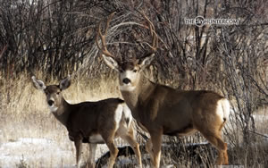 mule deer buck and doe