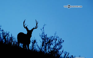 mule deer buck on skyline