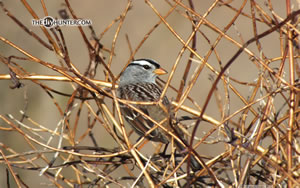 White crowned sparrow