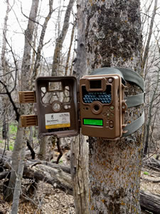 Browning Recon Force XR trail camera on tree with door open
