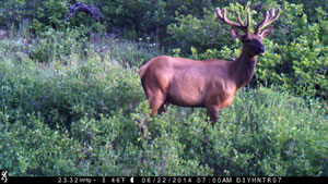 Bull Elk on Browning Spec Ops trail camera