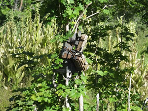 Recon Force XR trail camera attacked by bear
