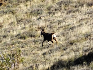 3x4 Mule Deer