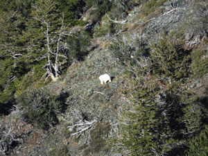 Mountain Goat