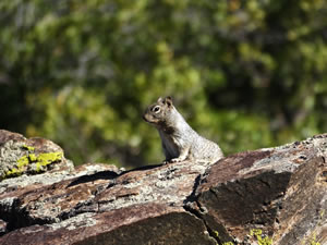 Rock Squirrel