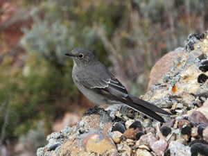 Townsend's Solitaire