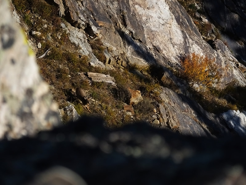 two point mule deer in cliffs