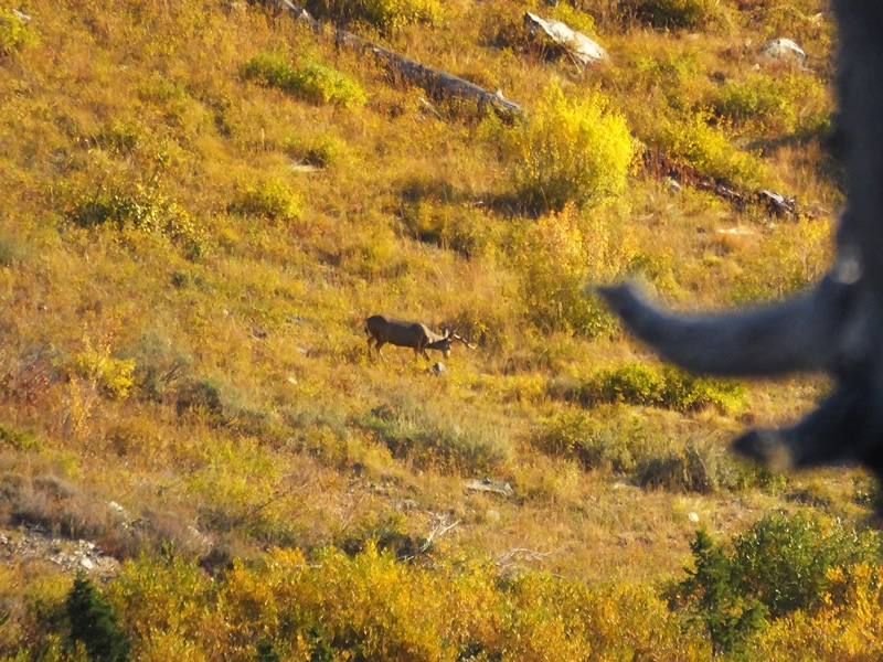 Spotting 3x4 mule deer