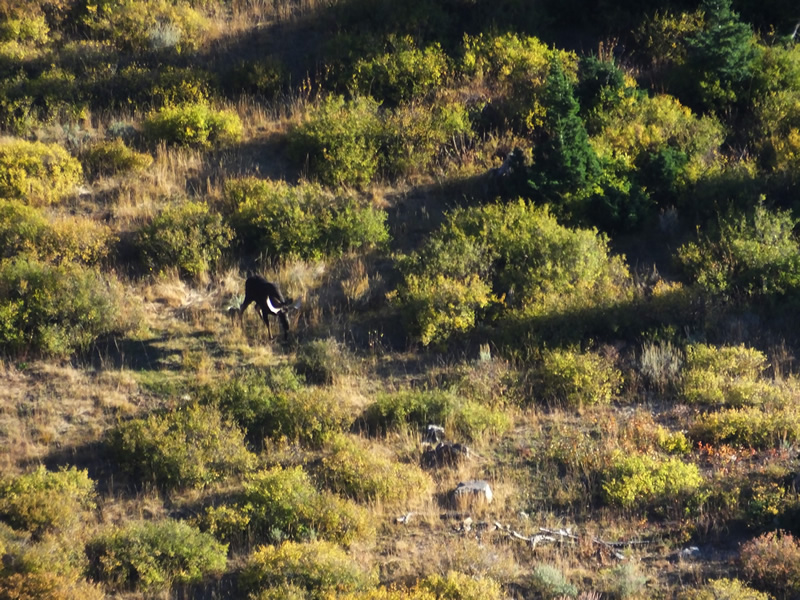 Bull moose