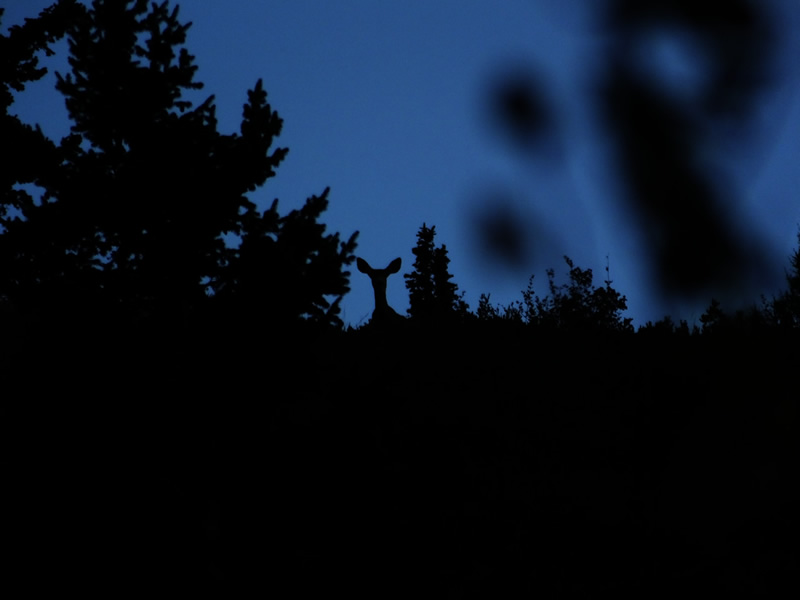 Doe on ridgeline at dusk