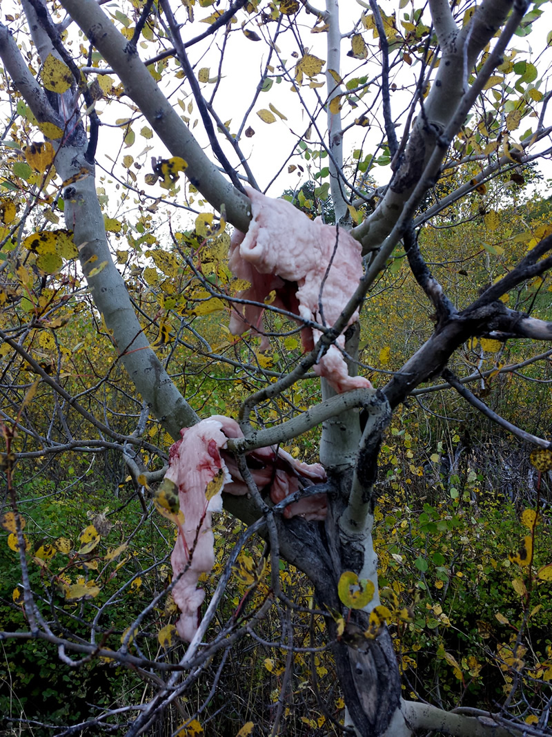 Hanging fat in the trees for the birds