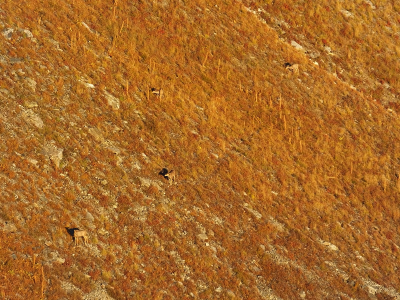 Mule Deer does feeding at sun rise