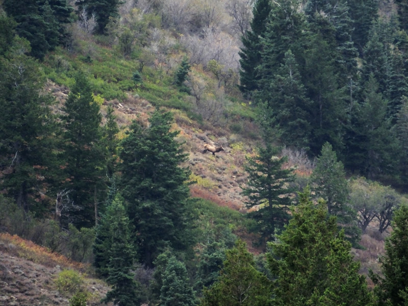 Bull elk in the distance