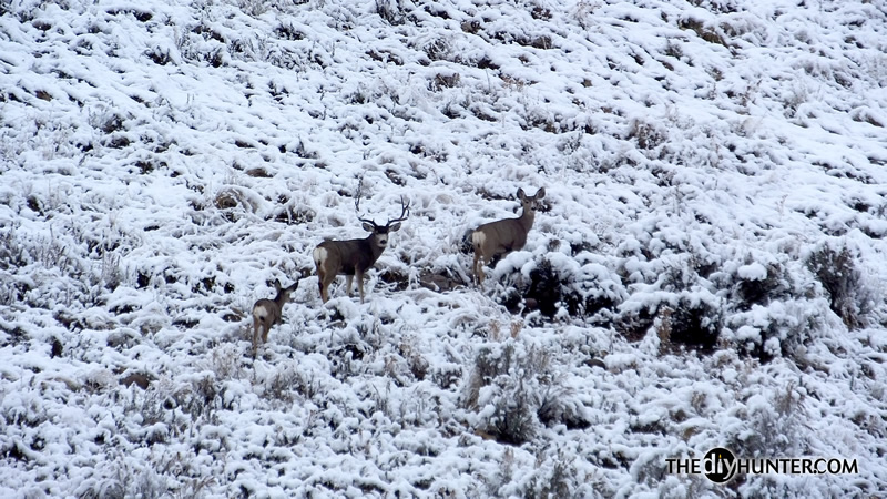 Mule deer photo