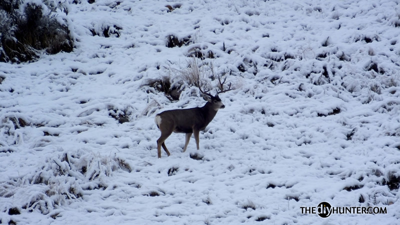 Mule deer photo