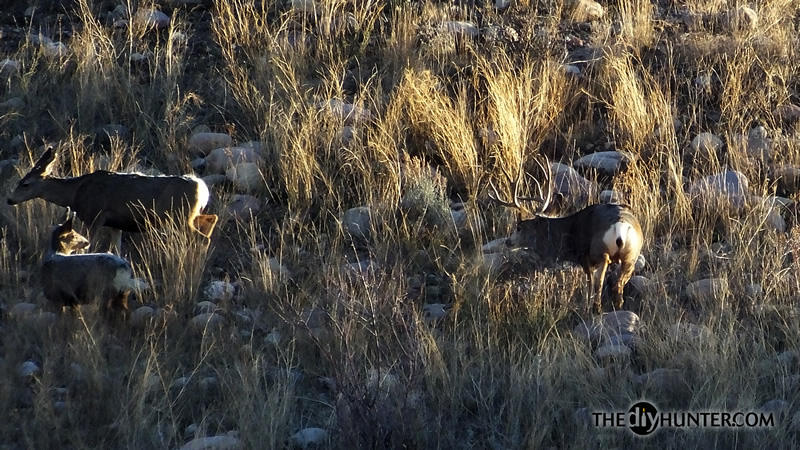 Mule deer photo