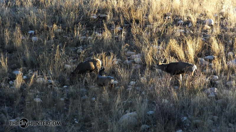 Mule deer photo