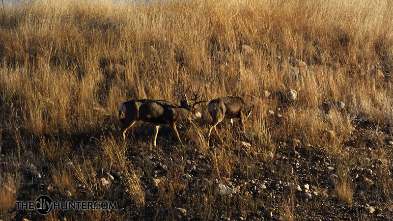 Mule deer photo