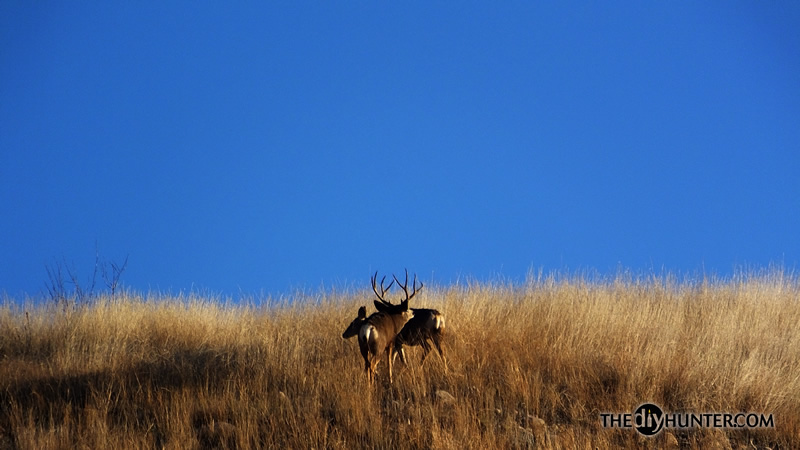 Mule deer photo