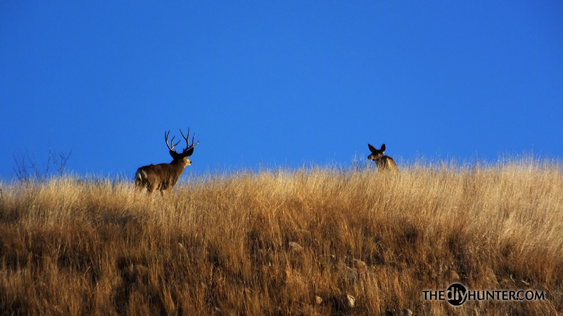 Mule deer photo