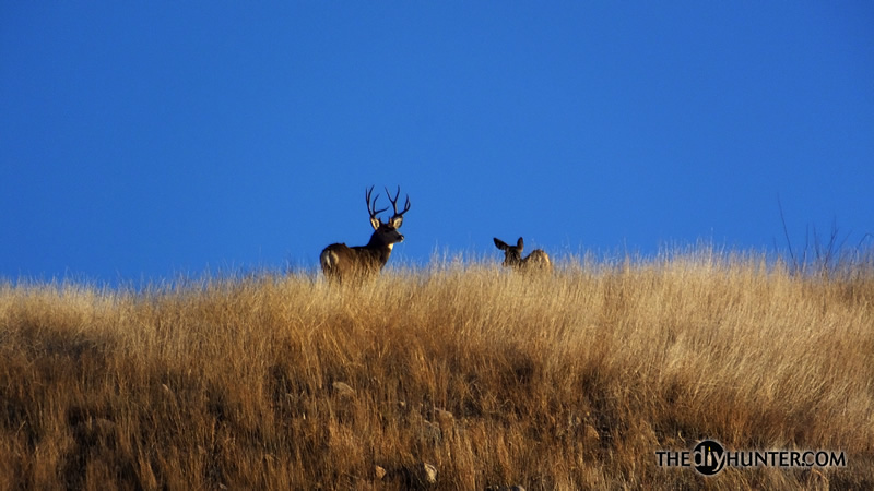 Mule deer photo