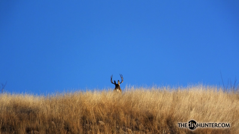 Mule deer photo