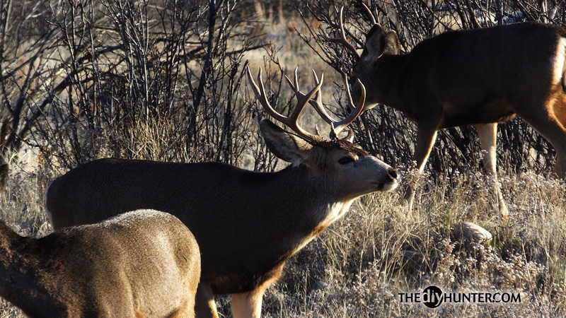 Mule deer photo