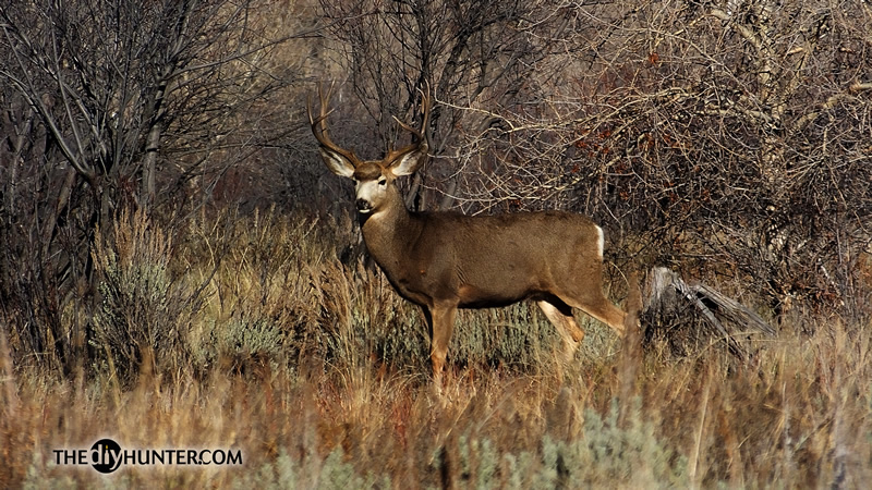 Mule deer photo