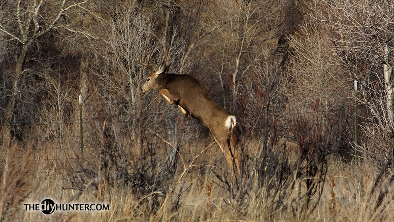 Mule deer photo