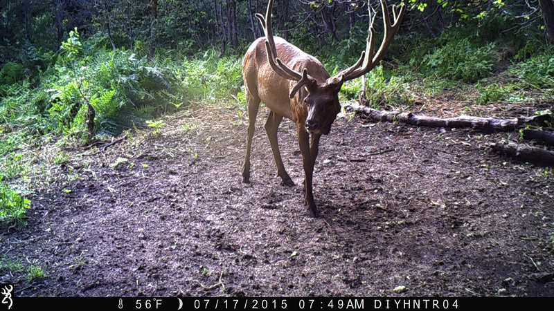 7x8 Bull Elk