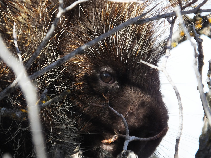 Porcupine