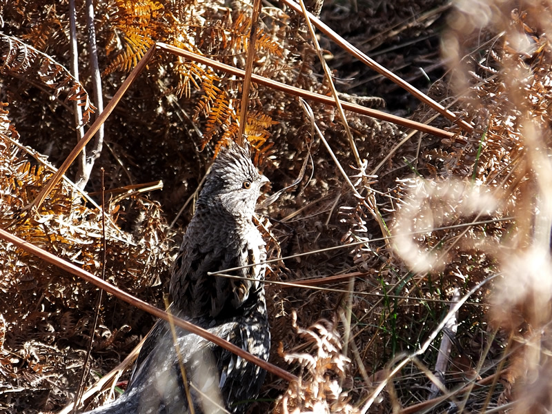 Ruff Grouse