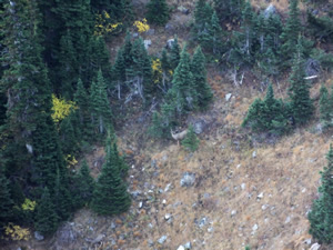 Mule Deer buck on CWMU