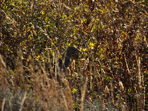 Dusky Grouse