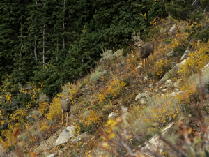 small mule deer bucks