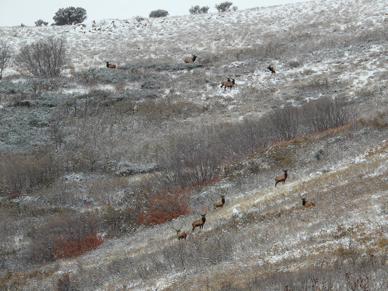 Bull Elk Everywhere - Durst Mountain CWMU