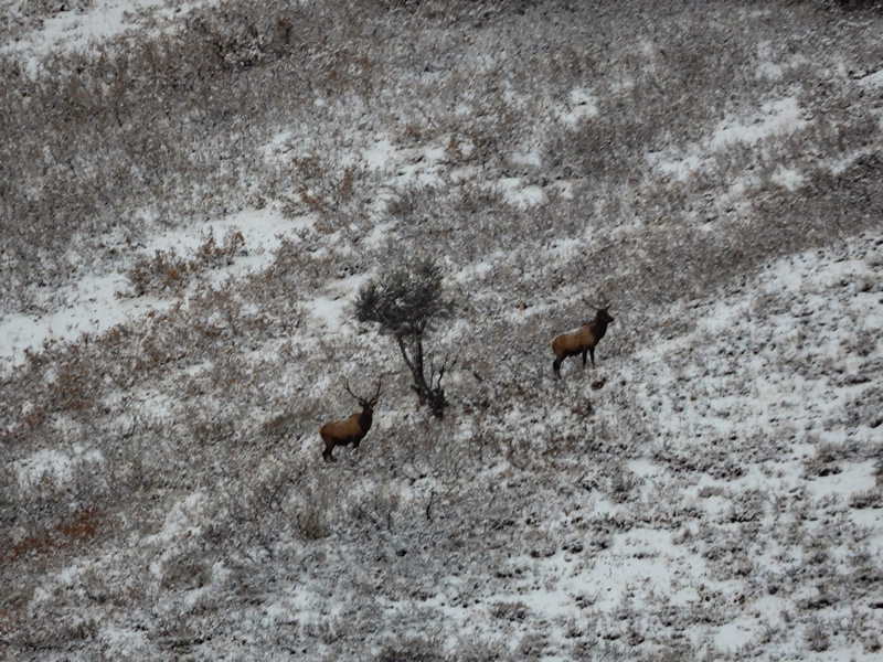 Bull Elk - Durst Mountain CWMU