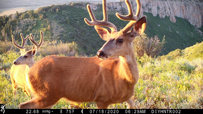 Mule Deer photo with Browning Cellular Trail Camera