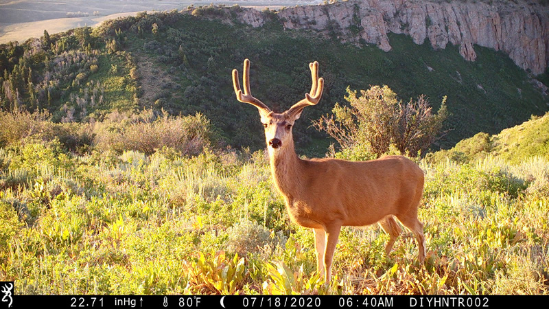 Mule Deer photo with Browning Cellular Trail Camera