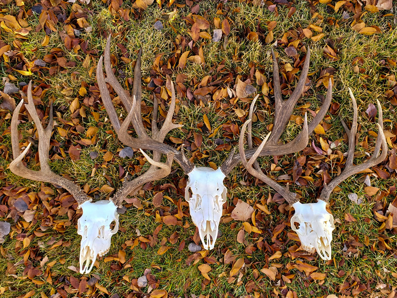DIY European Mule Deer Skull Mounts