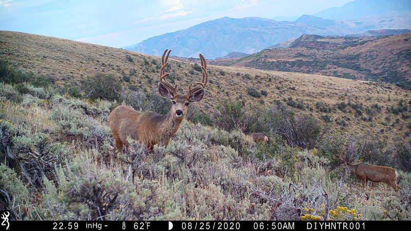 Mule Deer Browning Cellular Trail Camera