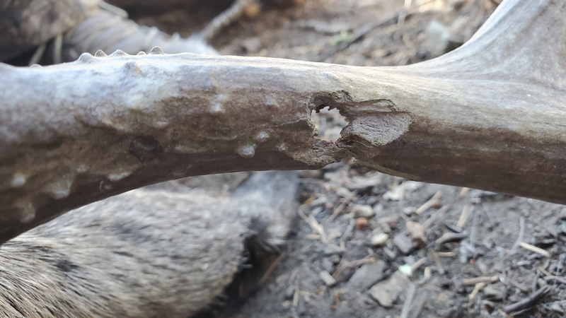 Bullet hole in left antler