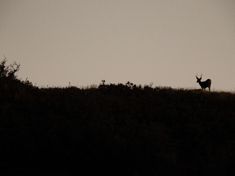 A buck I watched during the muzzleloader hunt.