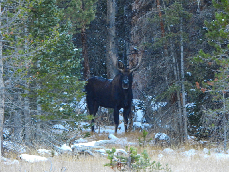 Bull moose in the Uinta mountains.