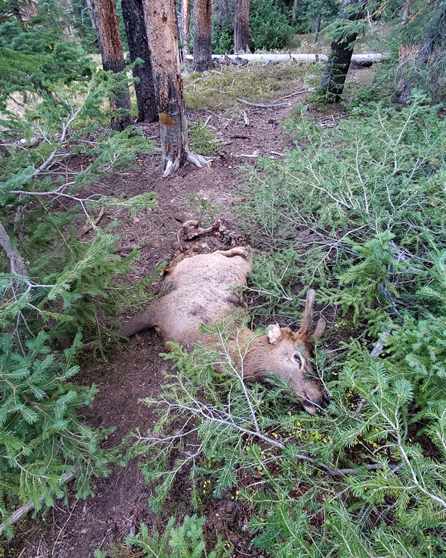 A spike elk the had been shot in the hind quarters and lost in the Uinta mountains.