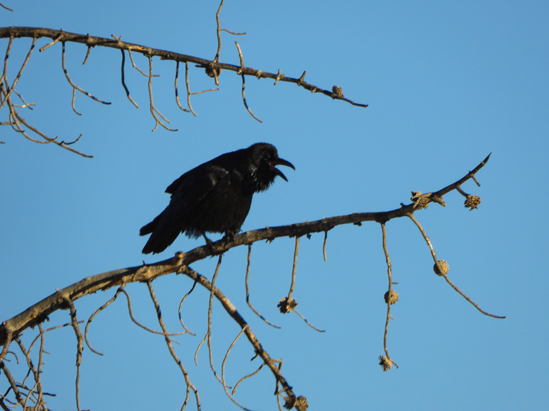 Raven in the Uinta mountains.