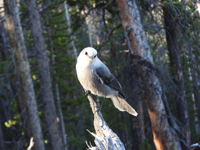 Gray Jay while elk hunting.
